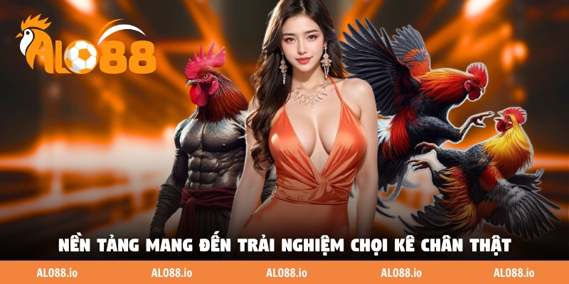 Nền tảng mang đến trải nghiệm chọi kê chân thật