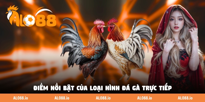 Điểm nổi bật của loại hình đá gà trực tiếp Điểm nổi bật của loại hình đá gà trực tiếp