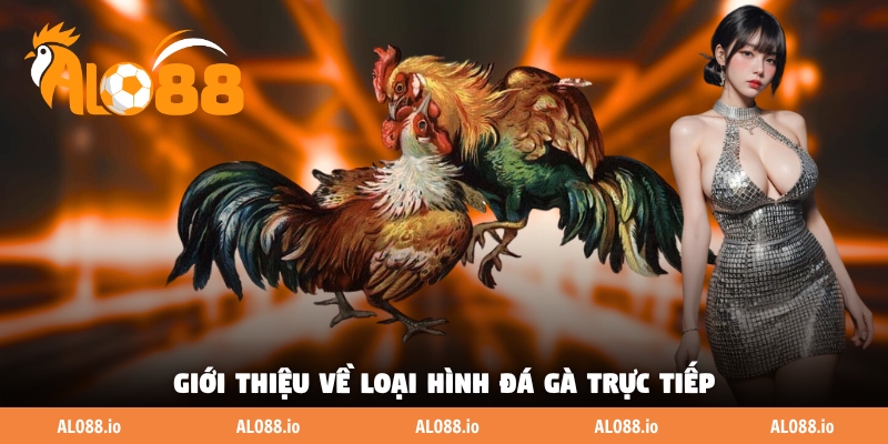 Giới thiệu về loại hình đá gà trực tiếp Giới thiệu về loại hình đá gà trực tiếp